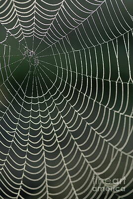 Wall Art featuring the photograph Spiders Web Drops Of Dew At Dawn by Sami Sarkis Photography