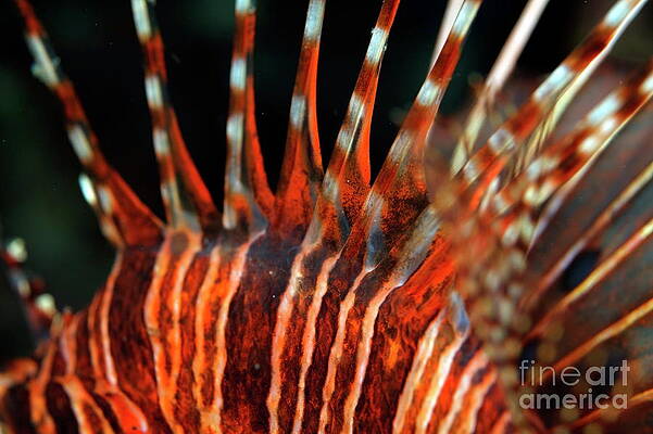 Animal Wall Art featuring the photograph Spiky And Striped Dorsal Fin Of A Spotfin Lionfish by Sami Sarkis Photography
