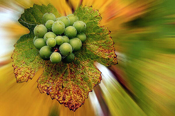 Dramatic Wall Art featuring the photograph Spinning Grapes by Jean Noren