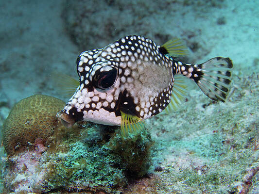 Beautiful Photograph - Spotted Trunkfsh by Jean Noren