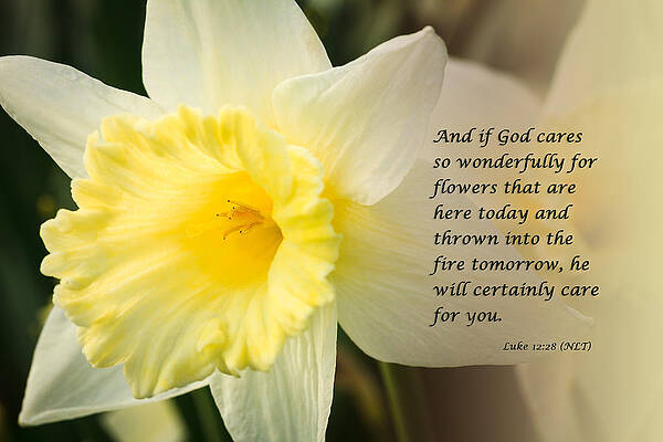 Inspirational Photograph - Spring Daffodils Wtih Scripture by Joni Eskridge