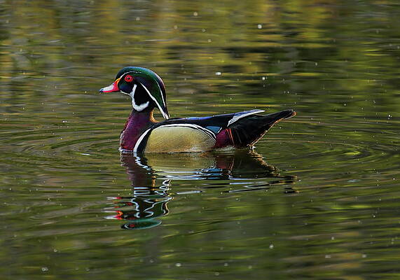 Spring Photograph - Spring Drake Wood Duck by Dale Kauzlaric