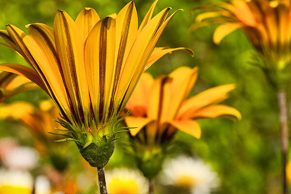 Green Wall Art featuring the photograph Spring Flowers by Kelley King