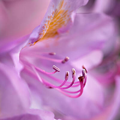 Summer Photograph - Spring Light Square by Mary Jo Allen