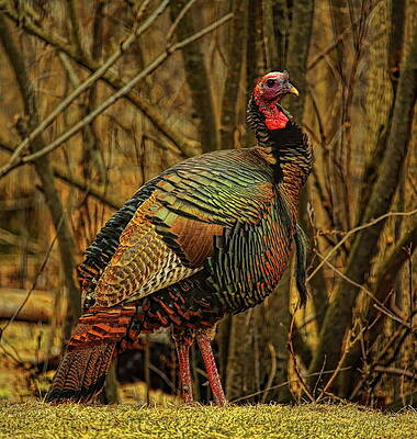 Wild Photograph - Spring Longbeard by Dale Kauzlaric