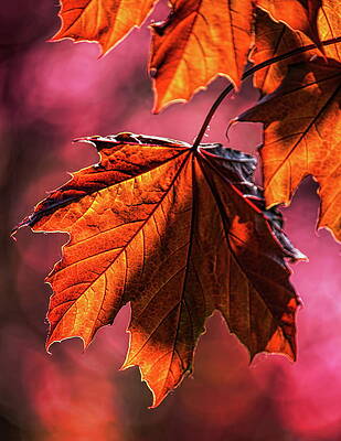 Spring Photograph - Spring Red Maple Leaf by Dale Kauzlaric