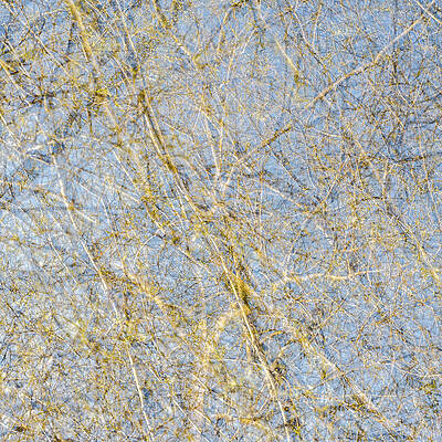 Toronto Photograph - Spring Season - Inspired By Jackson Pollock by Shankar Adiseshan