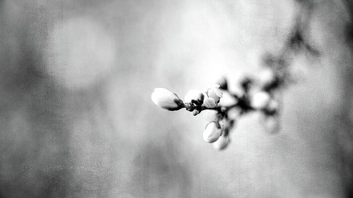 Spring Smells 2 Print