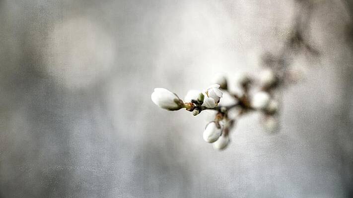 Spring Smells 3 Print
