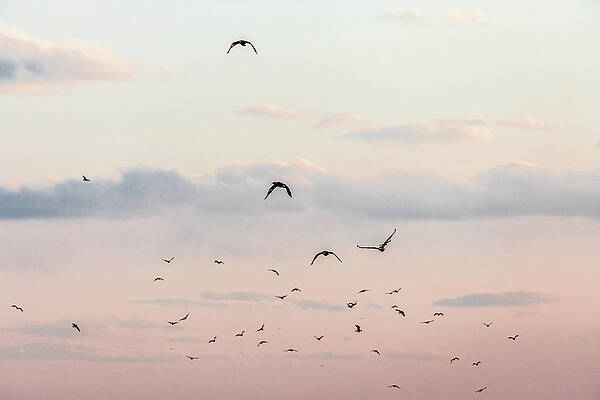 Beautiful Photograph - Spring Spectacle by Todd Wilkinson