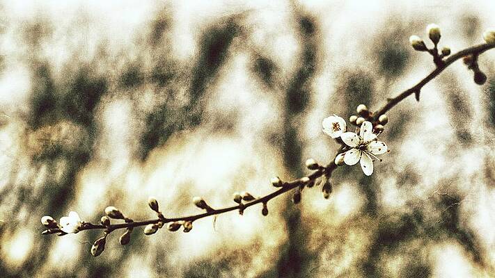 Spring Story Print