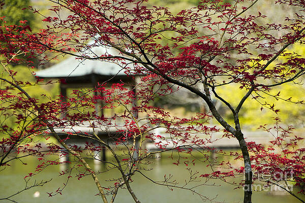 Flower Photograph - Springtime In Japan by Waterdancer