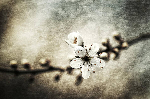 Springtime 4 Print