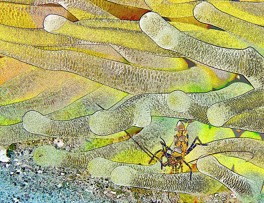 Nature Photograph - Squat Anemone Shrimp Cartoon by Jean Noren