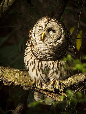 Wall Art featuring the photograph Squinting Barred Owl by Jean Noren