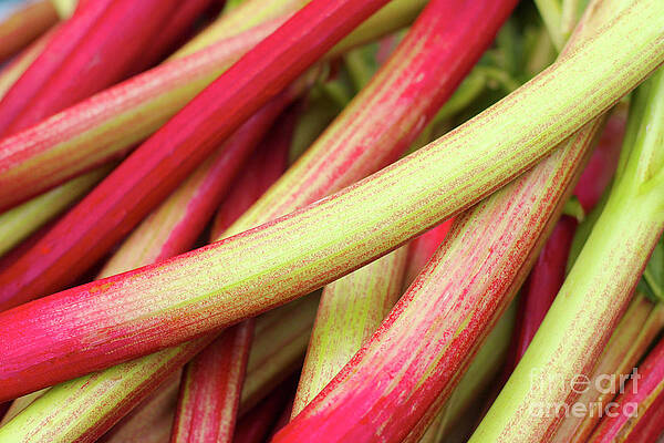 Abstract Photograph - Stalks Of Colorful Rhubarb by Bruce Block