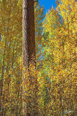Autumn Aspens in Oregon Wall Art
