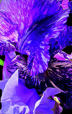Flower Digital Art - Standards And Falls 2 by Gina Harrison