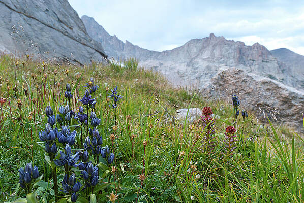 Colorado Photograph - Star Gentian With Mountain Peak by Cascade Colors
