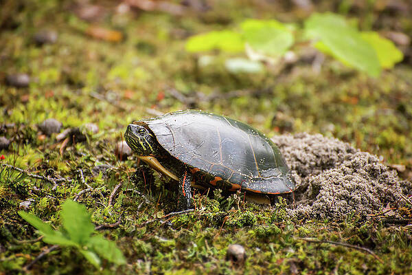 Natural Photograph - Starting A Family by Steve L'Italien