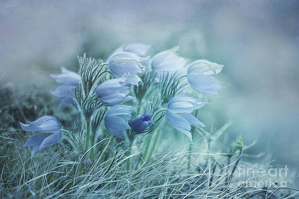 Pasque Flowers in Yukon Spring Wall Art