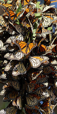 America Photograph - Sticking Together - Monarch Butterfly Grove, Pismo Beach, California by Darin Volpe