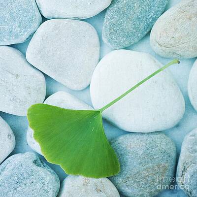 Gingko Leaf on Pebbles Wall Art