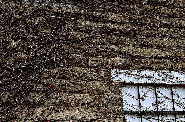 Natural Photograph - Strangle Hold by Steve L'Italien