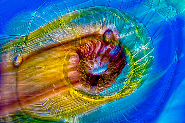 Wall Art featuring the photograph Streaker by Omaste Witkowski