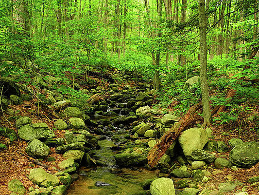 Wall Art featuring the photograph Stream Crossing In Connecticut by Raymond Salani III
