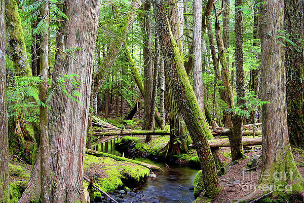 Oregon Photograph - Stream In The Forest by Bruce Block