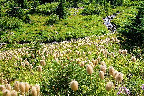 Summer Photograph - Stream Running Into  A Meadow Of Western Pasqueflowers by Bruce Block