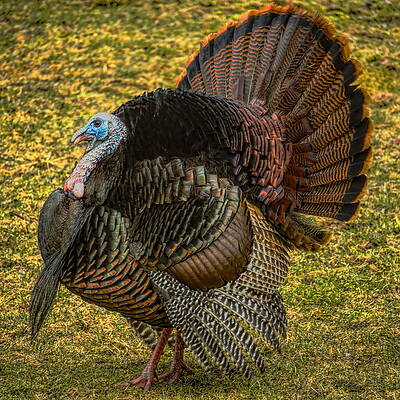 Wild Photograph - Strutting For The Ladies by Dale Kauzlaric