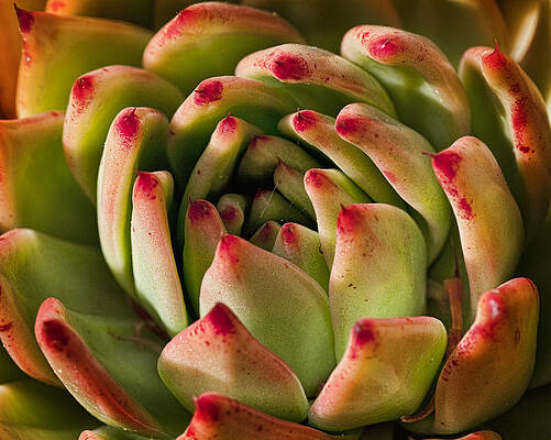 Vibrant Succulent Close-Up Wall Art