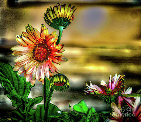Summer Photograph - Summer Daisy by William Norton