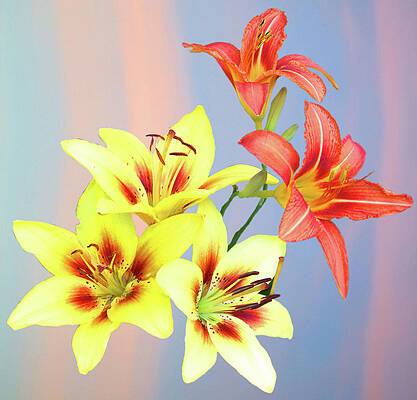 Photograph - Summer Iris by Robert Newman