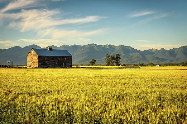 Summer Wall Art featuring the photograph Summer Sunset With An Old Barn And A Rye Field In Rural Montana by Miroslav Liska