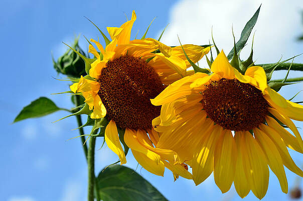 Nature Wall Art featuring the photograph Sun Flowers by La Dolce Vita