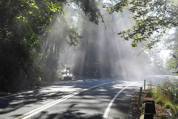 Fall Wall Art featuring the photograph Sun Fog And Shadow by Tom Cochran