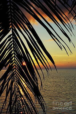 Tree Wall Art featuring the photograph Sun Setting Over The Sea Seen Through A Silhouetted Coconut Palm Frond by Sami Sarkis Photography