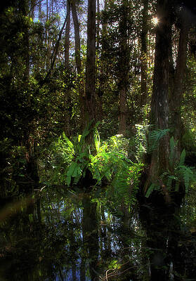 Florida Wall Art featuring the photograph Sun Through The Cypress by Alberto Audisio