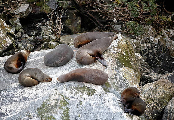 Rocky Photograph - Sunbathers by Nicholas Blackwell