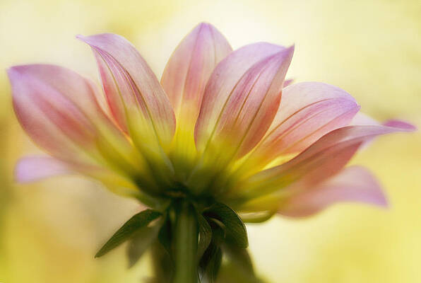 Bloom Wall Art featuring the photograph Sunburst by Mary Jo Allen