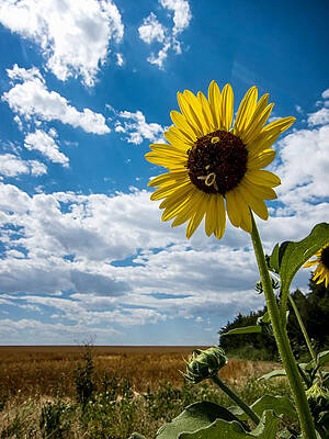Mary Lee Photograph - Sunflower And Bees On The Edge Of The Prairie by Mary Lee Dereske