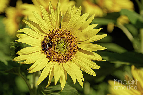 Minnesota Photograph - Sunflower Bumble by Natural Focal Point Photography