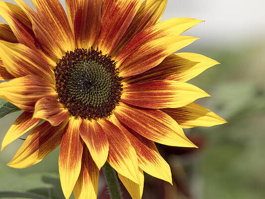 Photograph - Sunflower by Ed Clark