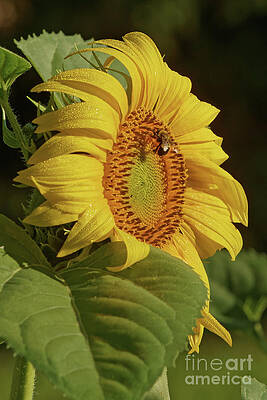 Minnesota Photograph - SunFlower Morning by Natural Focal Point Photography