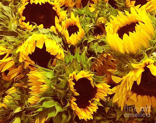 Flower Photograph - Sunflower Party by Onedayoneimage Photography