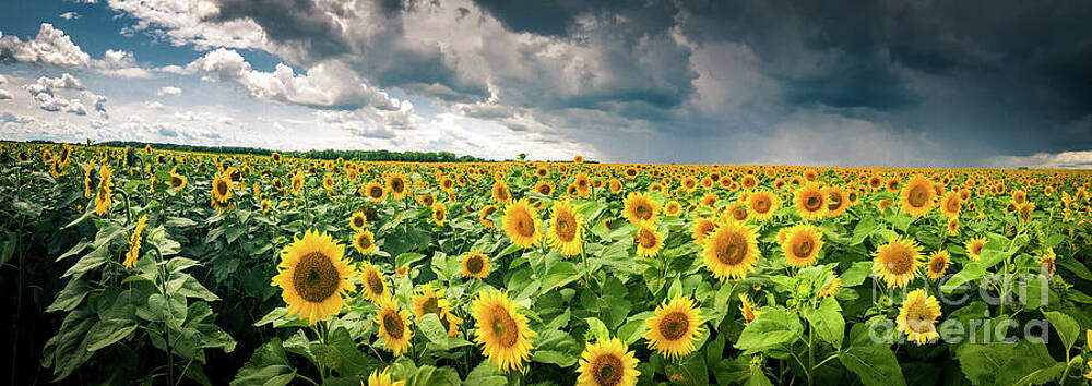 Sunflowers Before The Storm Print