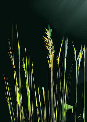 Flower Digital Art - Sunlit Grasses by Gina Harrison